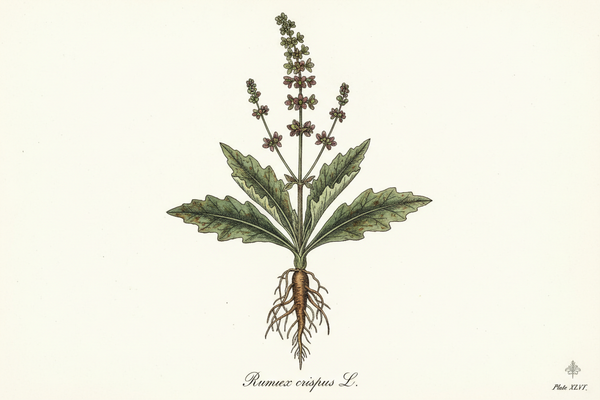scientific vintage illustration of rumex crispus in color with white background and includes leaf, root, flower