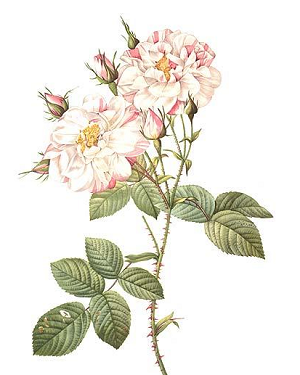 Pink Rose Buds